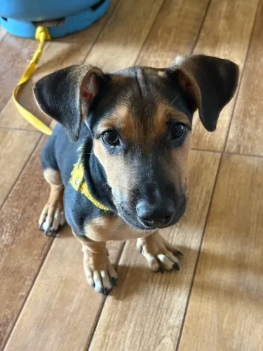 DOAÇÃO- CACHORRO SALSICHA