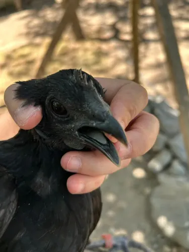 Ovos galados de Ayam Cemani