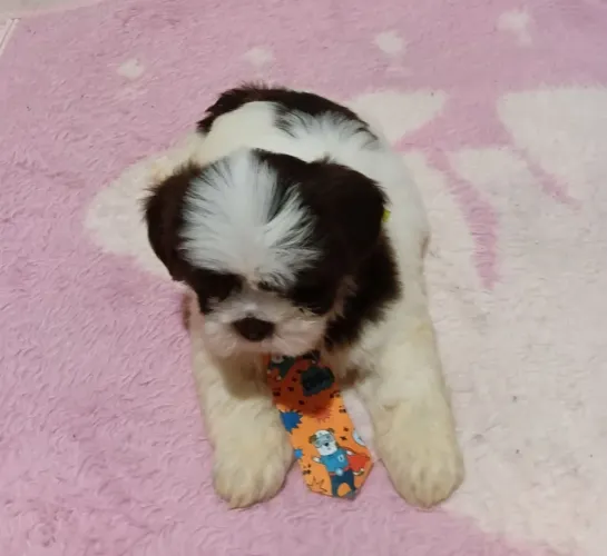 Vendo filhote Lhasa apso 