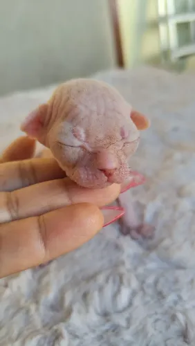 Gato Sphynx,o famoso Gato sem pêlos.