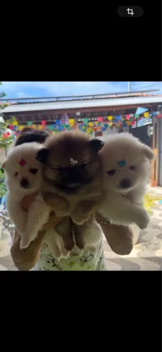 Filhotes de lulu da pomerania