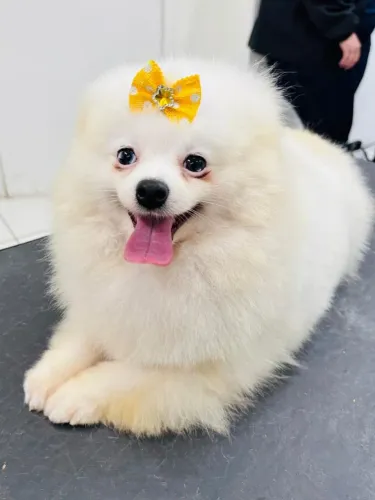 Lulu da pomeranea 
