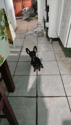 Pincher mini