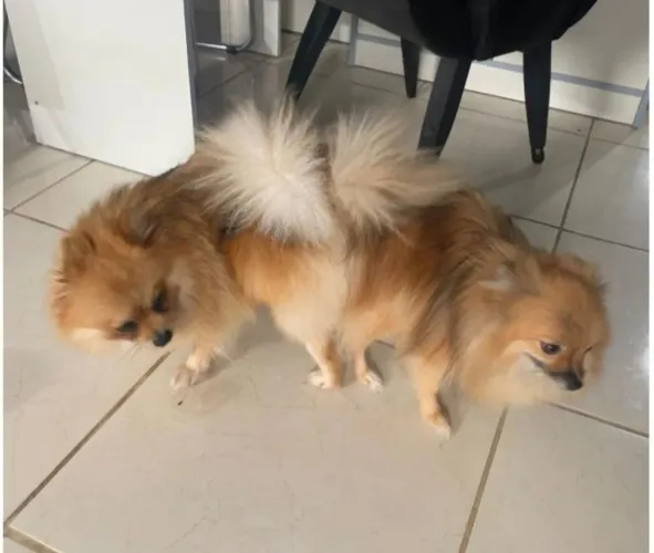 Lulu da Pomerânia spitz alemã