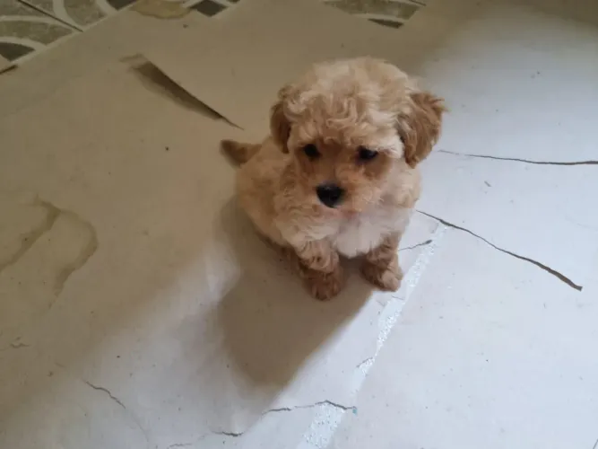 Poodle toy machos Fofinhos disponíveis