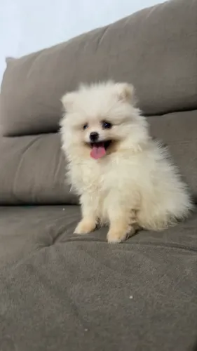 LULU DA POMERÂNIA ANÃO BABYFACE PEDIGREE