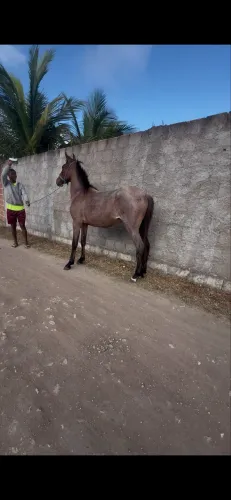 Potrinho mangalarga brabo à venda