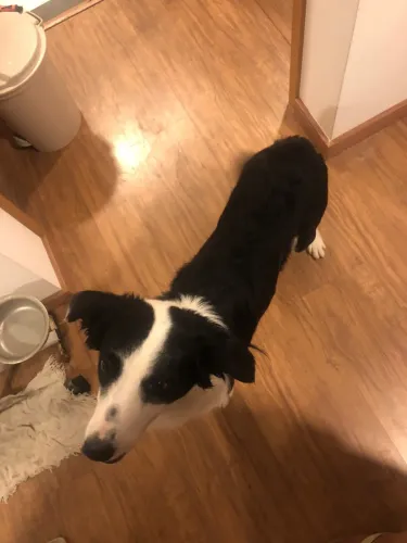 Doação de cachorro