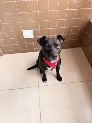 Adoção - Cachorrinha dócil, castrada e saudável - São Vicente/ Sp