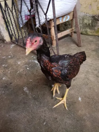 Franguinha carioca 