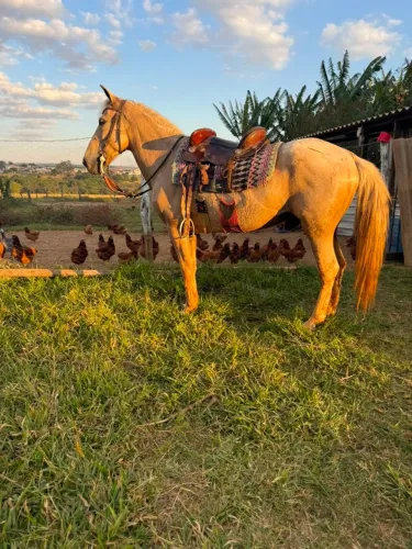 Cavalo M.M