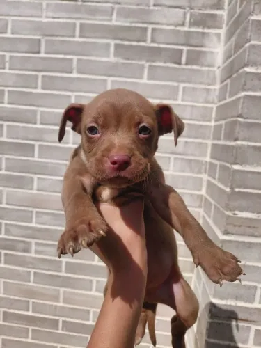 Filhote de Pitbull Macho