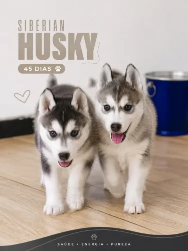 Filhote HUSK Siberiano com OLHOS AZUIS 
