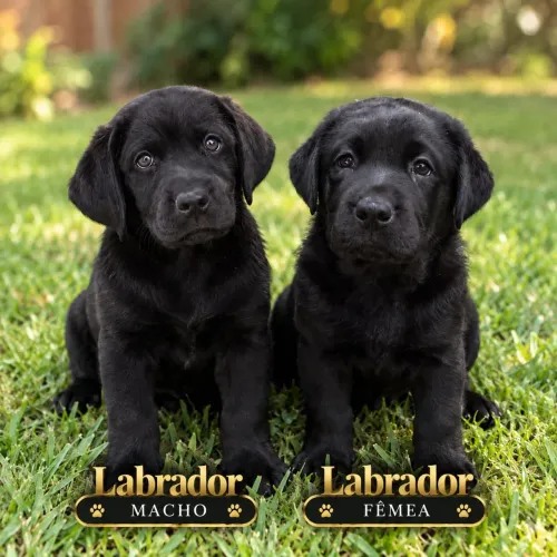 Labrador disponíveis, trabalhamos com todas raças raças de cães e gatos venham conferir
