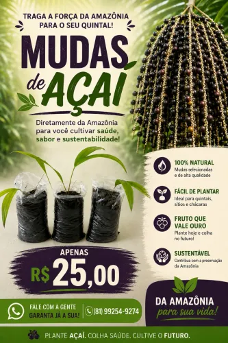 MUDAS AÇAÍ