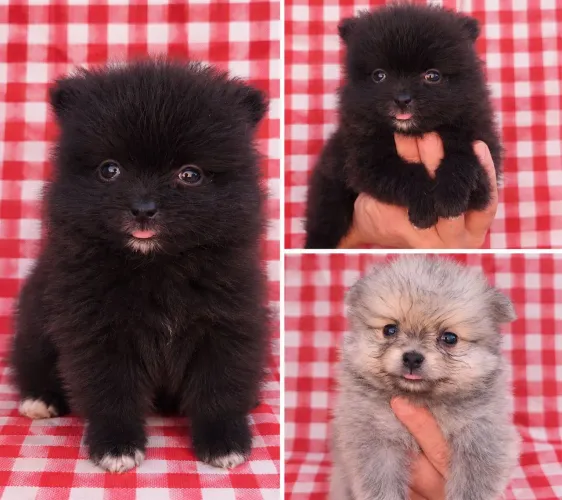 Lulu da pomerania