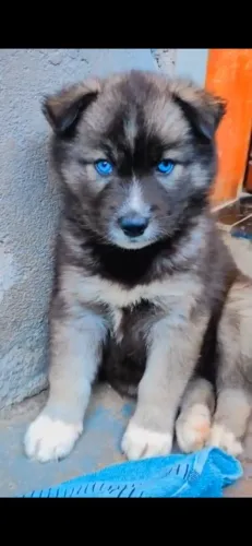 ? Filhotes de Husky Siberiano | Beleza, Inteligência e Muito Carinho