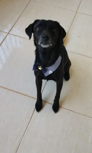 Doação de cachorro castrado