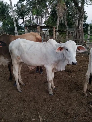 Junta de garrote e garrota pra negócio