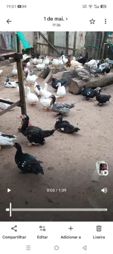 Pato ? Paissandu