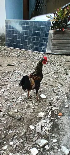 Galizé no espécie índio.