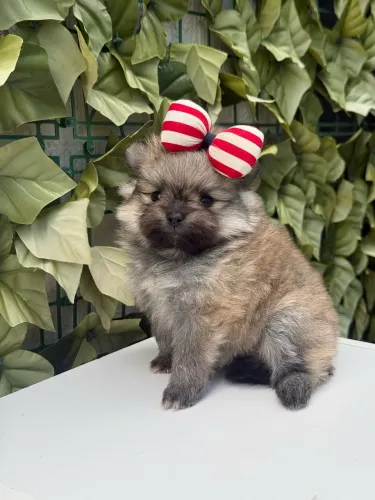 Lulu da Pomerania Anão