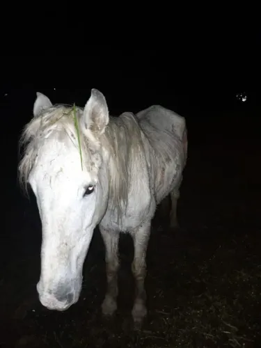 Vendo tordilho pai Percheron e mae manga larga