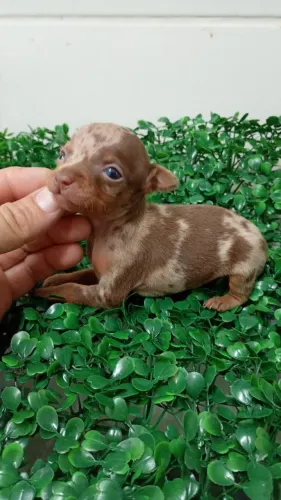 Filhote pinscher
