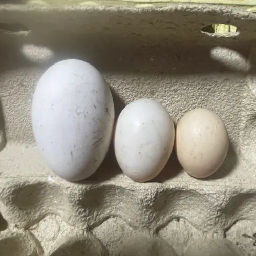 Ovos de Gansa