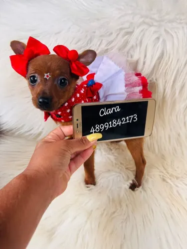 Pinscher fêmea filhote 