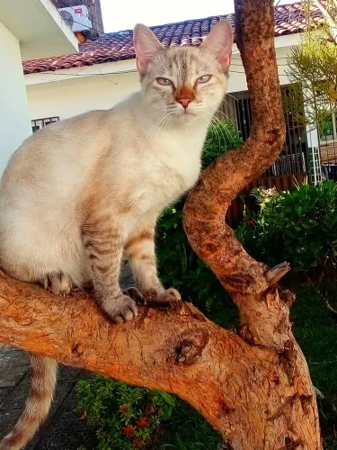 Gatinha filhote para adoção.