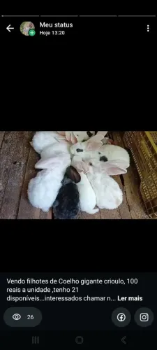 Filhotes de coelho gigante crioulo