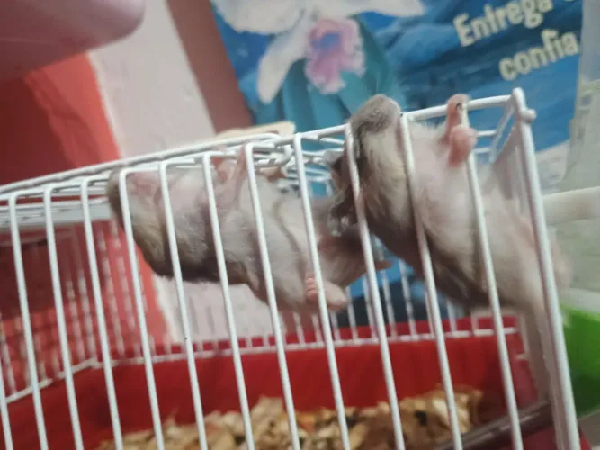 VENDE-SE HAMSTER RUSSO nasceu dia 19 de julho de 2026