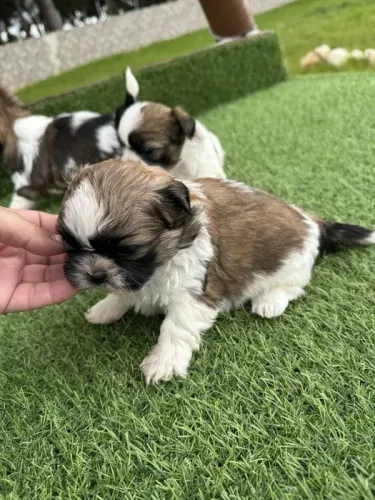 Shih tzu Linhagens campeã, e pais importados
