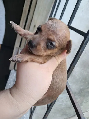 Filhote de pinscher