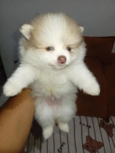 Spitz alemão