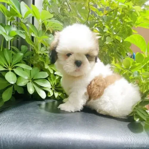Neném Shih Tzu/ Shitzu filhotinhos focinho curto e achatado macho e fêmea com pedigree