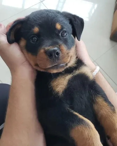 Rottweiler - Leve Um Cachorro Desse Para Casa E Ganhe amor Para Vida Toda