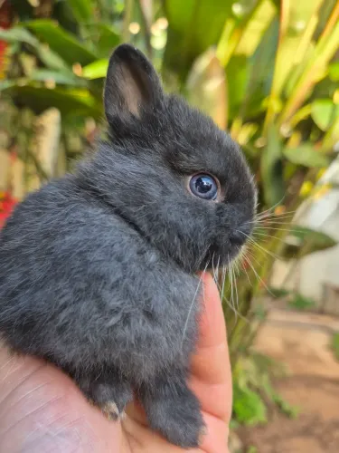 Mini coelhos Netherland 