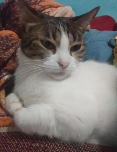 GATA JOVEM CASTRADA