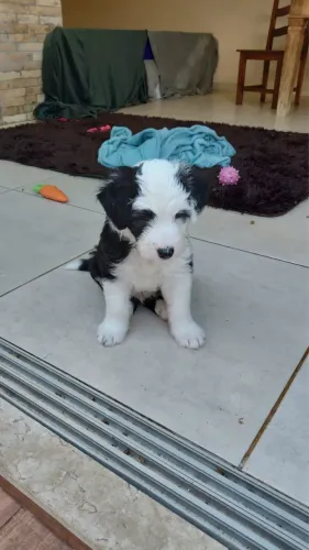 Filhote de Old English Sheepdog