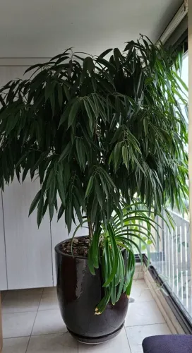 Vasos cimento esmaltados com prato e rodinhas já plantado de ótima qualidade e bom estad