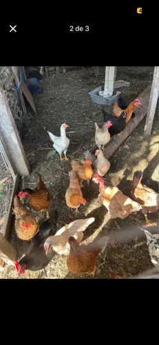 DOAÇÃO DE GALINHAS