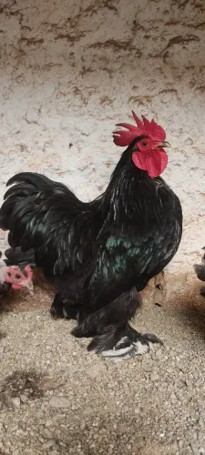 Mini cochin Black e polaco ( pintinhos á venda)
