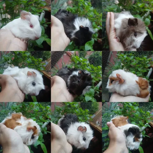 Porquinho da india PROMOÇÃO HOJE