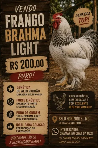 Frango Brahma Light Puro - Genética Top