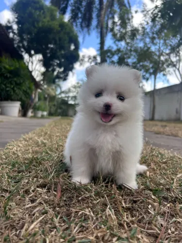 Lulu da pomerania femia ananzinha branca com pedigree 50 dias pronta entrega! Spitz Alemão