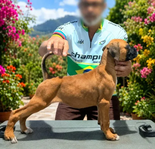 FILHOTE DE BOXER FÊMEA C/ PEDIGREE