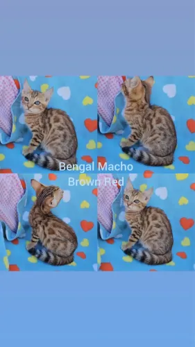 Bengal Filhotes Gatil BSB Cat