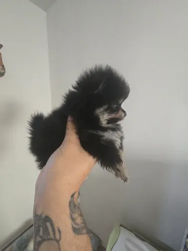 Spitz alemão anão machinho.